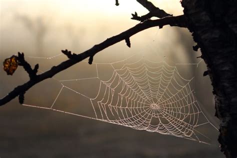 蜘蛛 結網